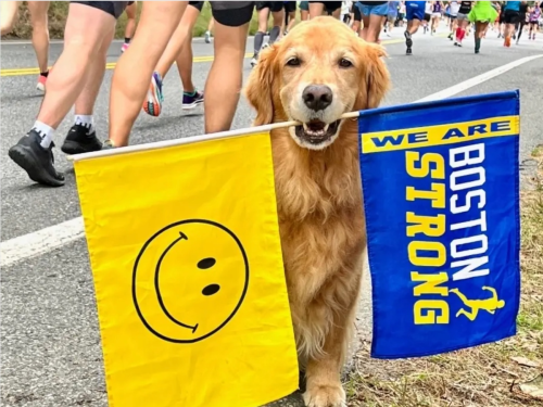 Hundreds Of Golden Retrievers Gather In Boston In Marathon Dog's Honor