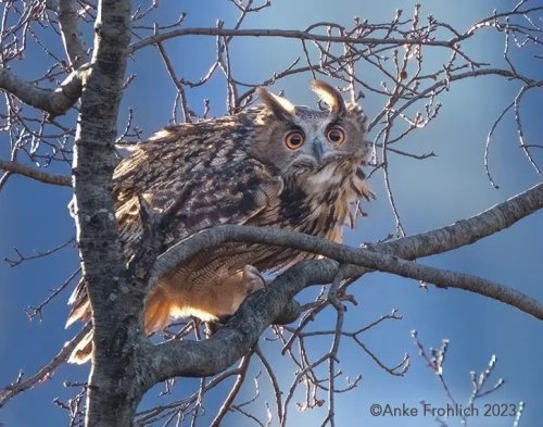 nyc-celebrates-as-flaco-the-freedom-owl-feasts-on-a-rat-flipboard