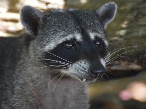 Rabid Raccoon Confirmed In Camden County