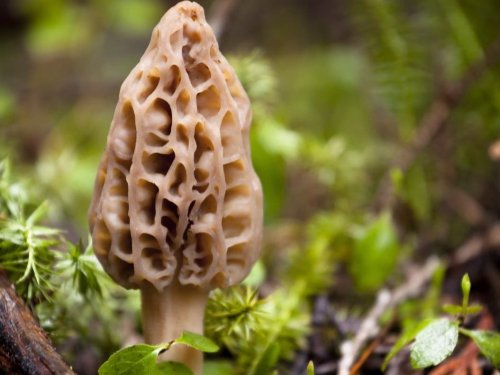 Morel Mushrooms Popping Up In MD: What You Need to Know To Hunt Them