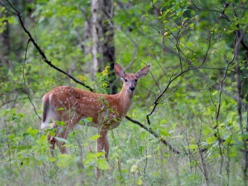 Expanded Deer Hunt Season Approved By Westfield Council