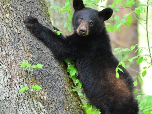 Toddler Chasing Black Bear In WA Backyard Stopped By Mom: Report