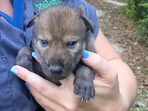 ZooTampa Celebrates Rare Birth Of Litter Of Nearly-Extinct Red Wolves
