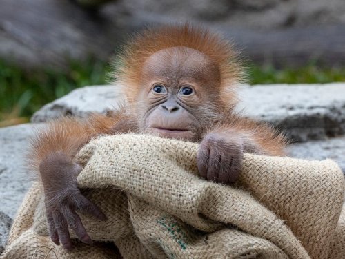 Sumatran Orangutan Baby Born At San Diego Zoo