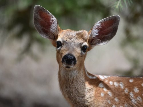 PA Deer Hunting Season Kicks Off
