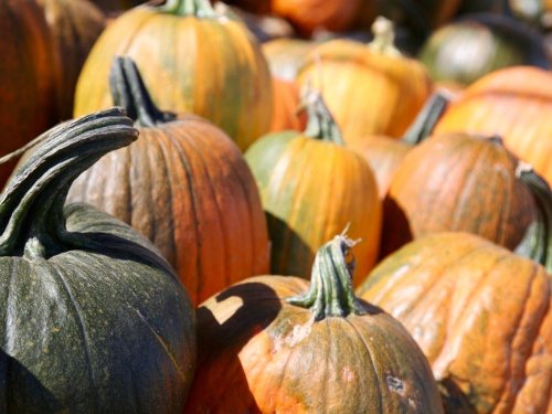 Take Your Pick: Where To Find A Pumpkin Near Tinley Park
