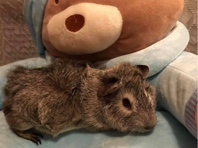 Hopatcong Guinea Pig In New Home After Abandoned By Former Owner
