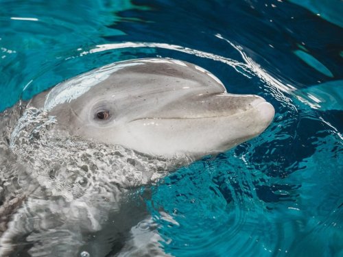 Oldest Dolphin, PJ, Dies At Clearwater Marine Aquarium | Flipboard