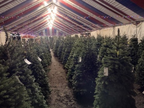 where-to-buy-your-own-fresh-christmas-tree-near-new-lenox-flipboard