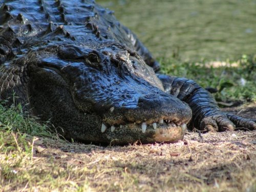 Live Alligators Confiscated From Hyattsville Apartment