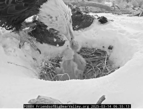 Missing Big Bear Valley Eaglet Is 'Sadly' Dead Inside Nest Bowl: Experts