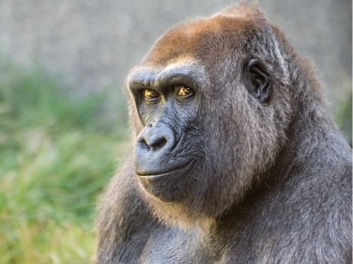 Evelyn, LA Zoo's Oldest Gorilla, Is Euthanized at Age 46