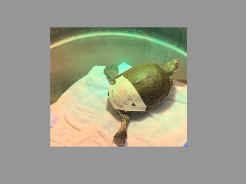 Rescue 'Overwhelmed' By Rising Number Of Wounded Turtles On LI