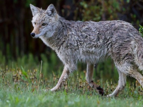 Coyote Sightings Increase In New Canaan: Animal Control