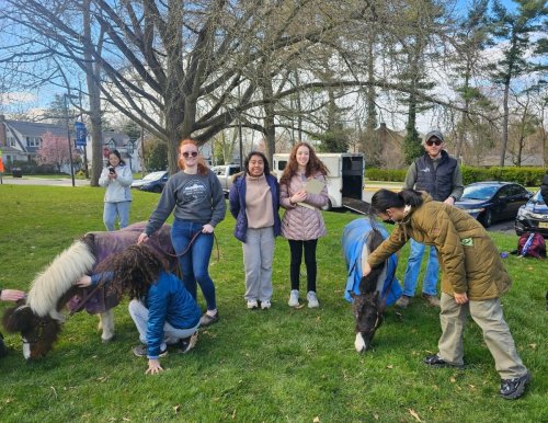 Miniature Horses Welcomed By Princeton High School Animal Therapy Club
