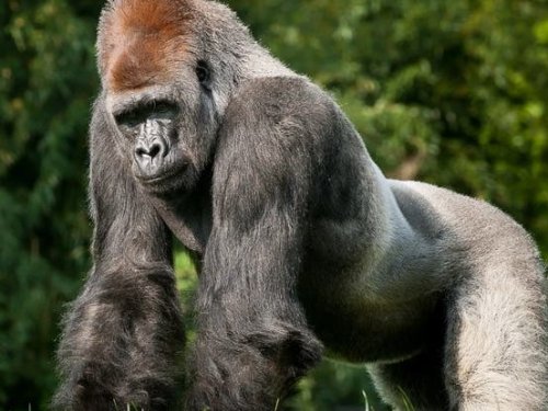 Pittsburgh Zoo's Beloved Gorilla Harry Dies Unexpectedly