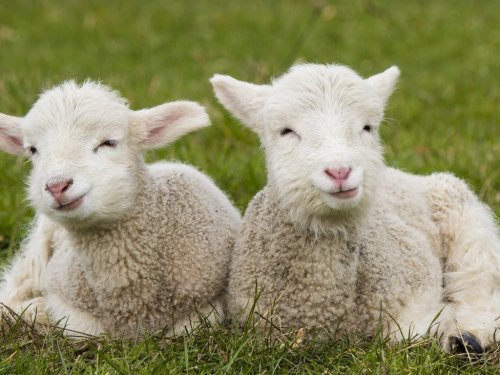 Sheep Shearing Day Coming To San Ramon