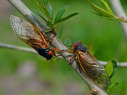 'Zombie Cicadas' To Emerge In Virginia: What To Know
