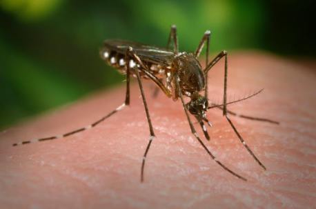 Two Mosquitoes Test Positive For West Nile Virus