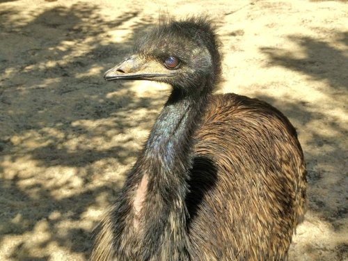 Emu Missing From NJ Home For 5 Days Still At-Large: Reports