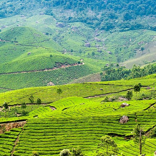 Munnar Hill Station Kerala - Tea Gardens South India