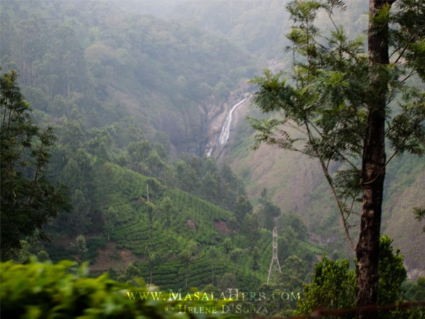 Experience the Tea Gardens of Southern India in June