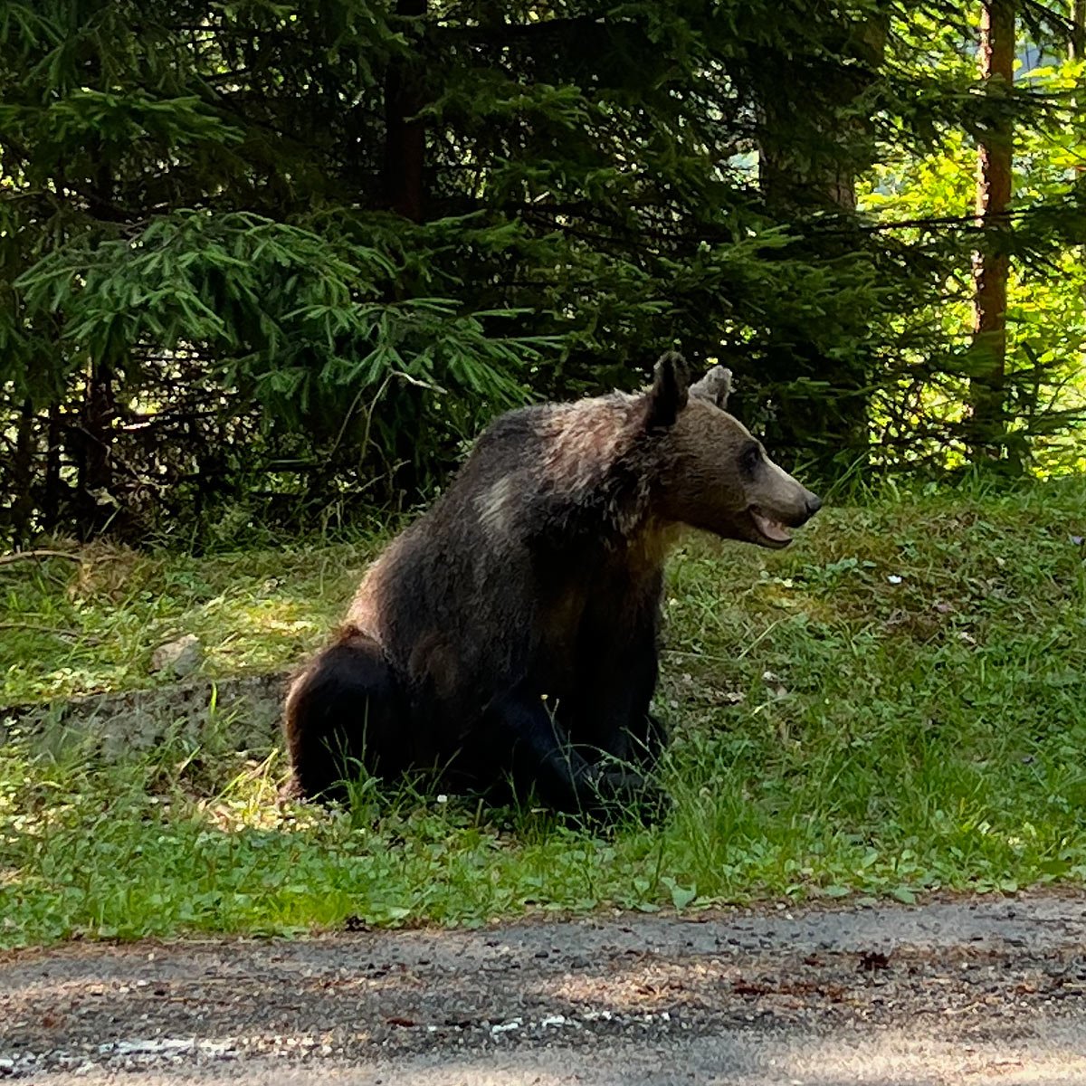 How to see Wild Bears in Romania