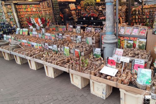 Don't get scammed in this Flower Market in Amsterdam!