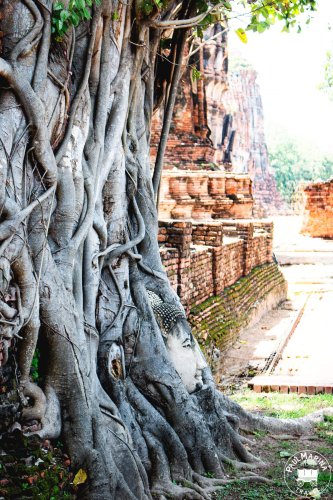 How Did a Buddha Head End Up Here?