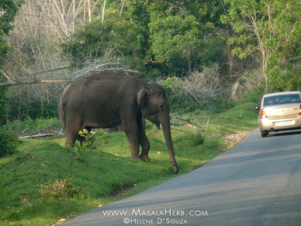 Goa to Munnar Road Trip Itinerary