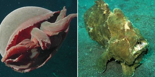 Océan : top 12 des espèces qu’on trouve dans les fins fond des abysses