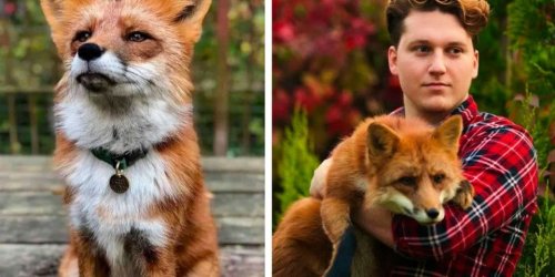 10 photos et vidéos d’un renard devenu un ami fidèle après avoir été sauvé