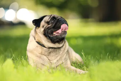 Video of Pug Hanging Outside With His Statue Friend Is So Cute