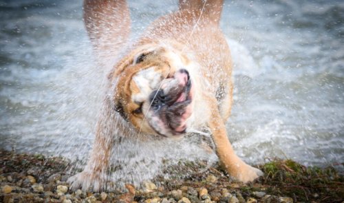 Shake It Off: The Fascinating Science of the Wet Dog Shake