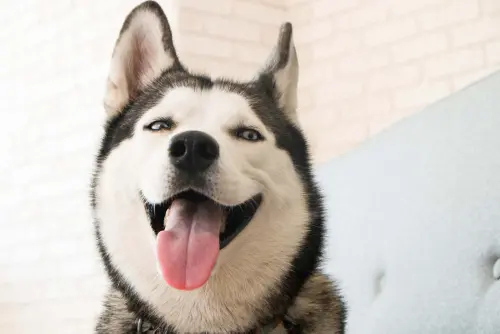 Husky’s Reaction To Mom Telling The Internet What He Did Is So Precious