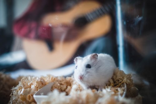 How to potty train a hamster