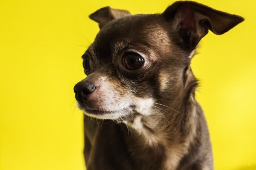 The 5 biggest myths about Chihuahuas, debunked once and for all