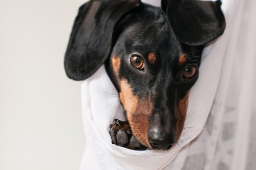 How to clean your dog’s ears: A step-by-step guide every pet parent should read