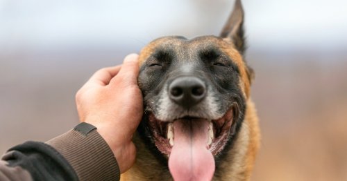 The best ways to pet your dog to show them how much you care