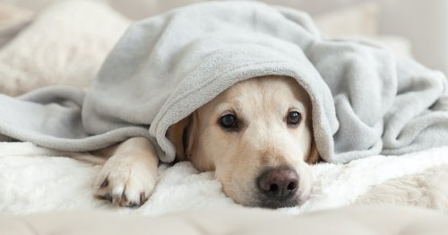 What can I give my dog for diarrhea? 5 simple remedies to treat an upset stomach