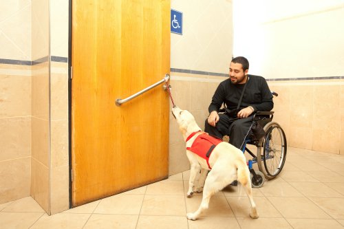 Do I qualify for a service dog? These are the requirements you should know about