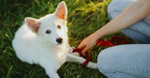 How to leash train your puppy so he doesn’t pull and walks calmly