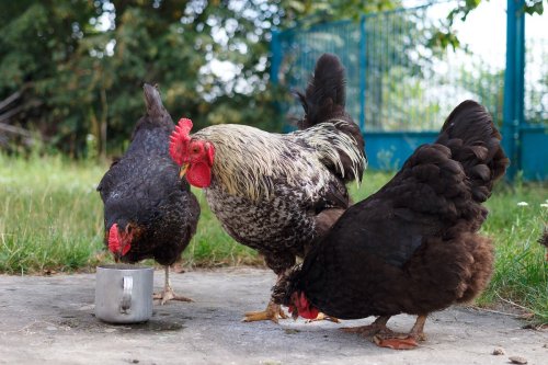 Determined to raise backyard chickens? 6 essential things to do before you set up your coop