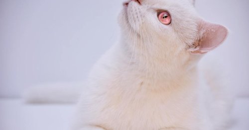 The mystery and beauty of albino cats | Flipboard