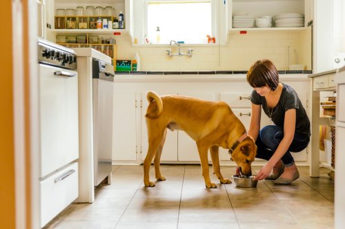 How to cook chicken for dogs the right way