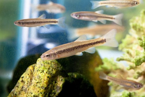 How fast minnows reproduce and how to care for these interesting little fish