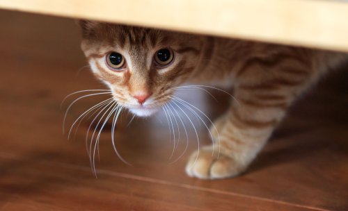 Why is my cat suddenly scared of everything? You better read about the possible reasons