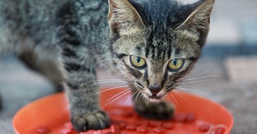 When can kittens eat dry food? The lowdown on what you should feed them