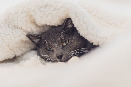 6 common reasons your cat sleeps under the covers and how to prevent it
