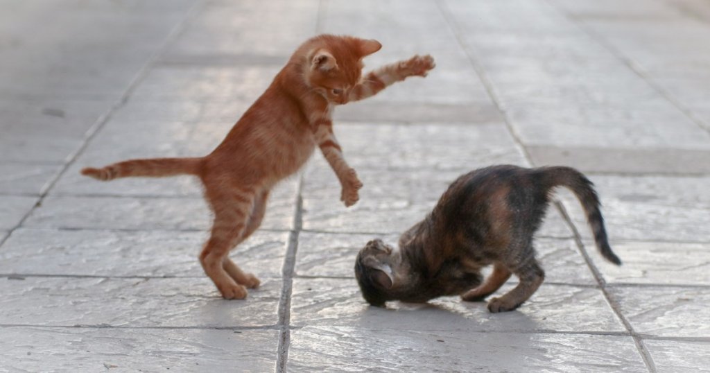 Pet Ownership: Getting Started - cover